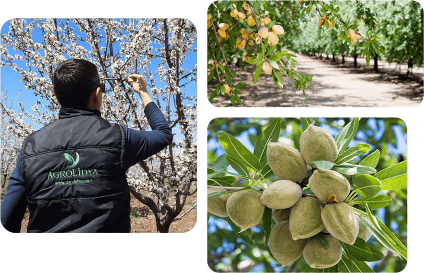Almond orchard investment in Turkiye