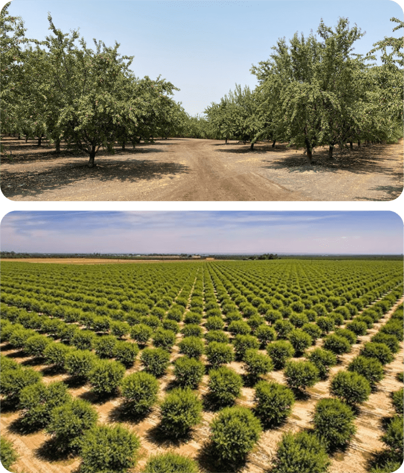 How does the almond investment system work