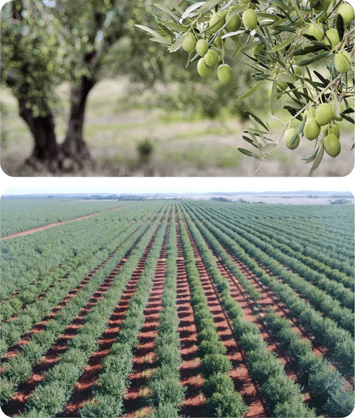How does the olive investment system work