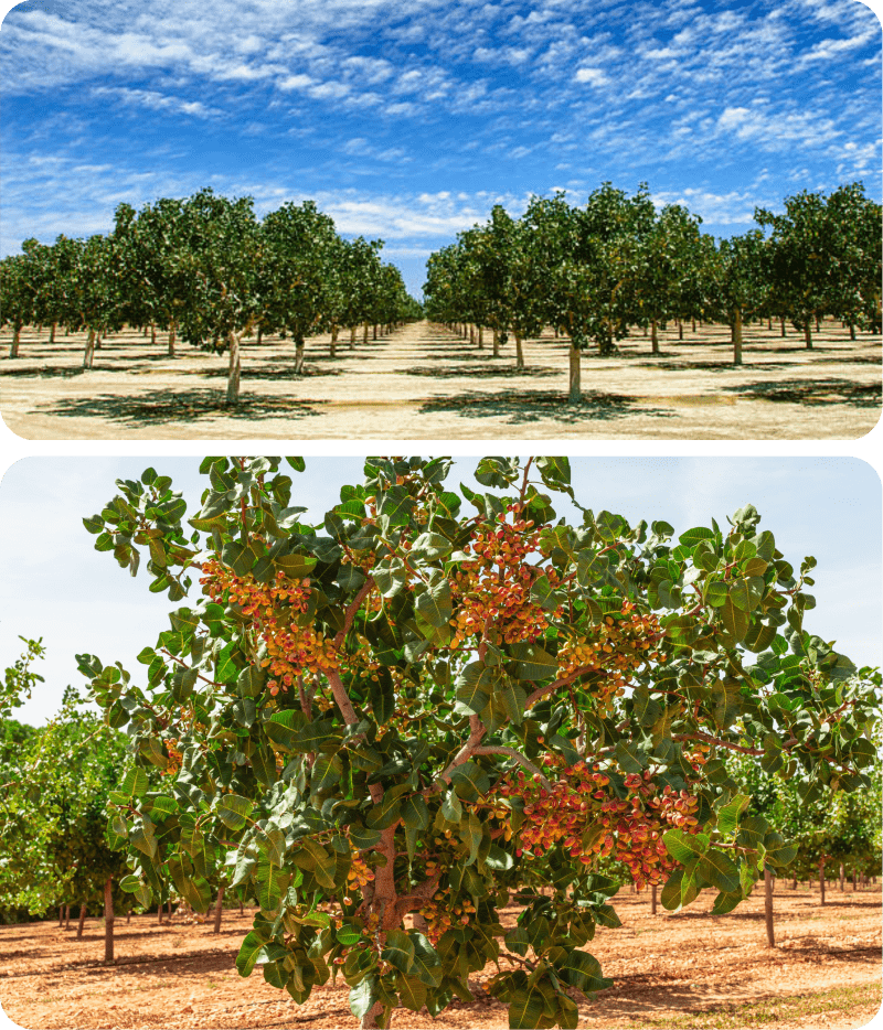 How does the pistachio investment system work