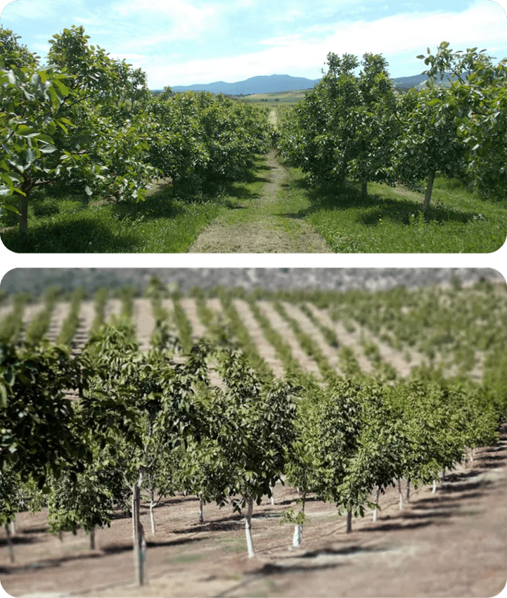 How does the walnut investment system work