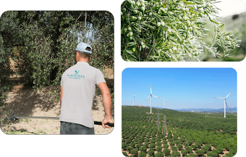 Olive grove orchard investment in Turkiye