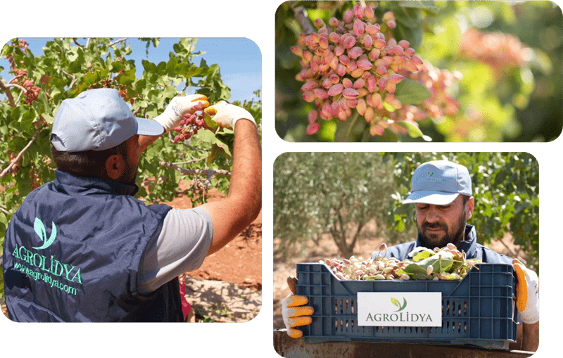 Pistachio orchard investment in Turkiye