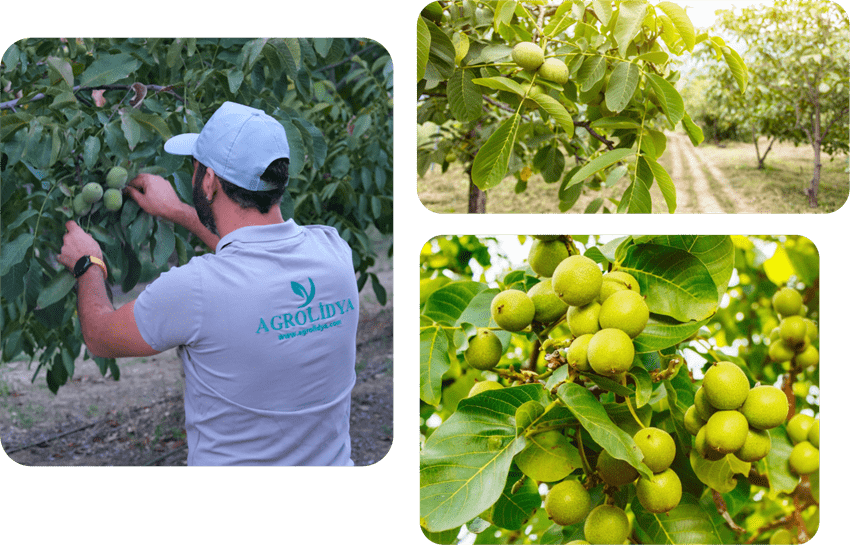 Walnut orchard investment in Turkiye