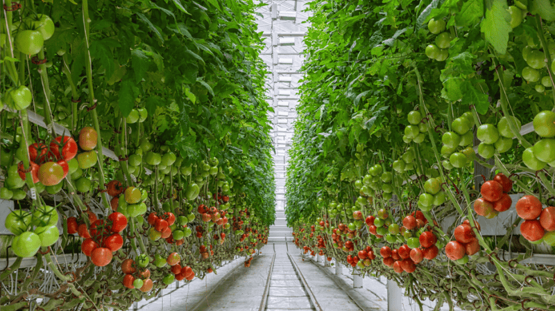 Greenhouse Investment