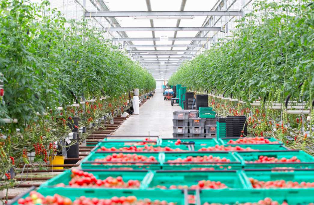 Geothermal greenhouse location