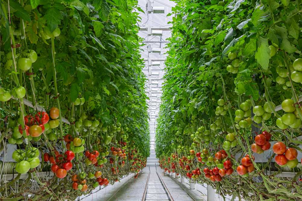 Greenhouse investment in Turkey