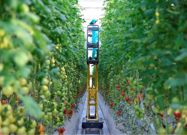 Daily Operations in Greenhouses