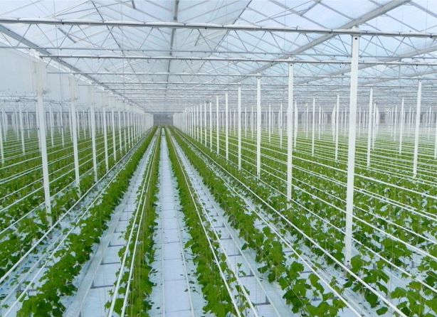 Seedling Plantation