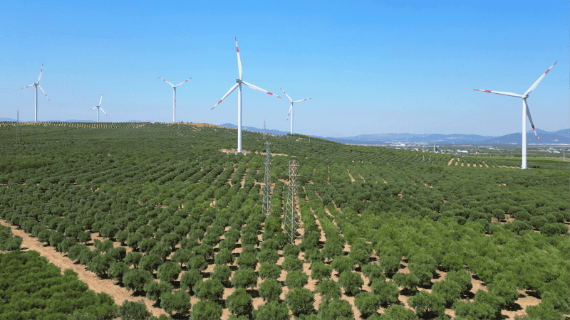 Olive Grove Investment