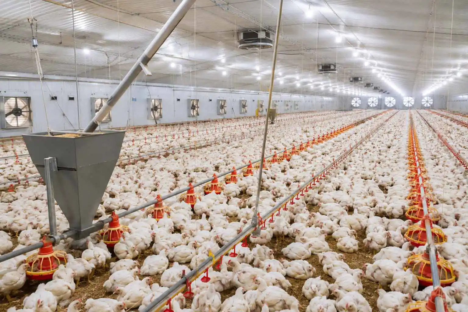 Why poultry farming investment in Turkey